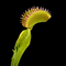 Dionaea muscipula 'Plumechon Crested' (Venus Flytrap)