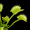 Dionaea muscipula 'Shir Khan' (Venus Flytrap)