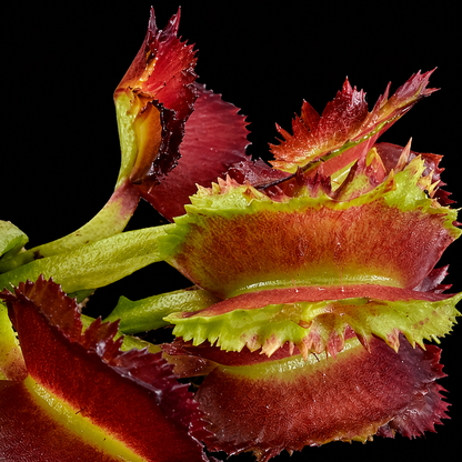 Dionaea muscipula 'Tesseract' (Venus Flytrap)