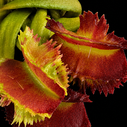 Dionaea muscipula 'Tesseract' (Venus Flytrap)