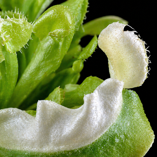 Dionaea muscipula 'Matcha Latte' (Venus Flytrap)