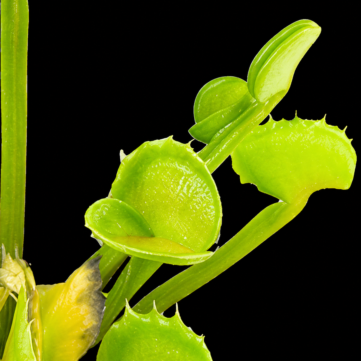 Dionaea muscipula 'Twister' (Venus Flytrap)
