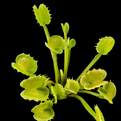 Dionaea muscipula 'Twister' (Venus Flytrap)
