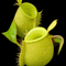 Nepenthes ampullaria 'Green'