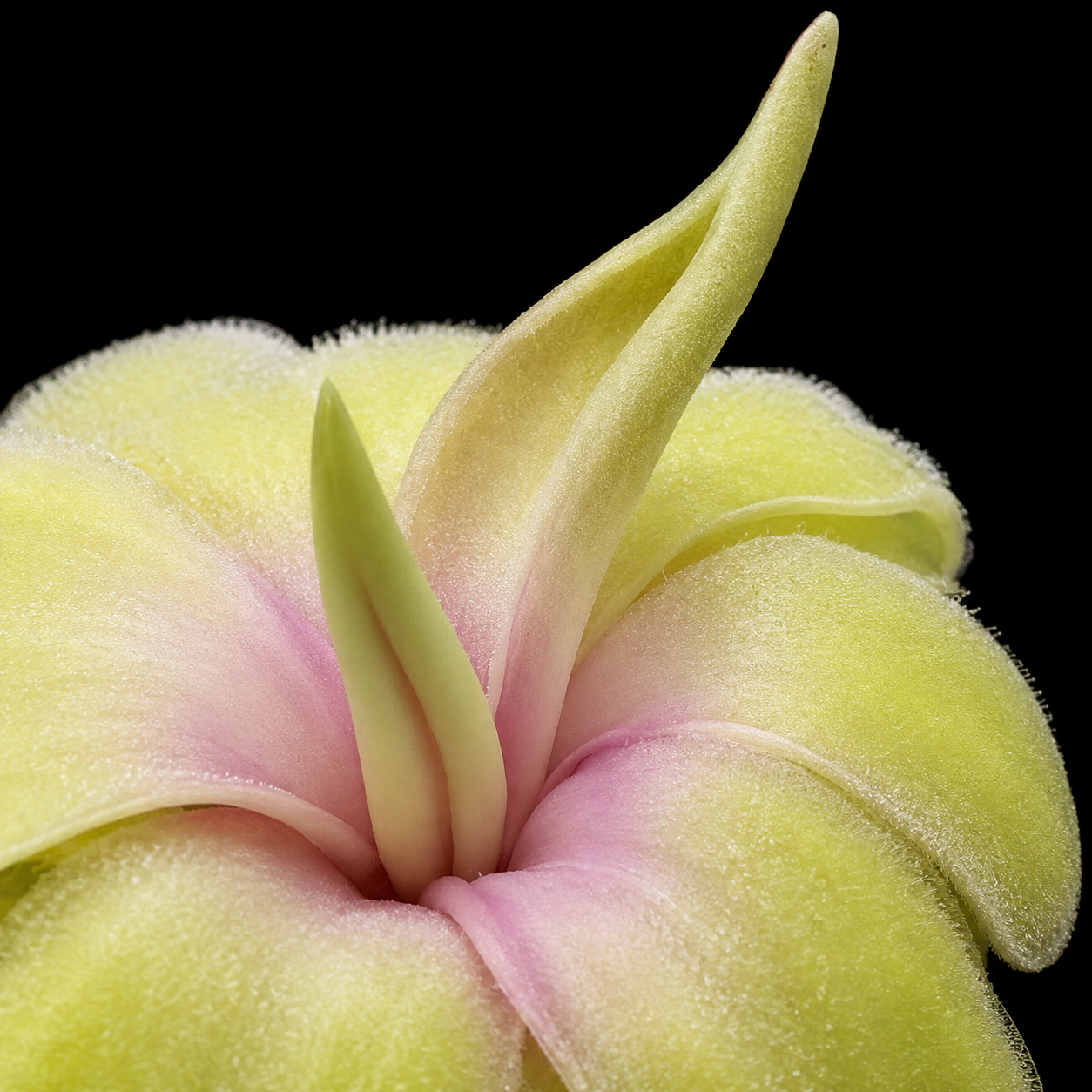 Pinguicula 'Fraser' × caudata (Butterwort)