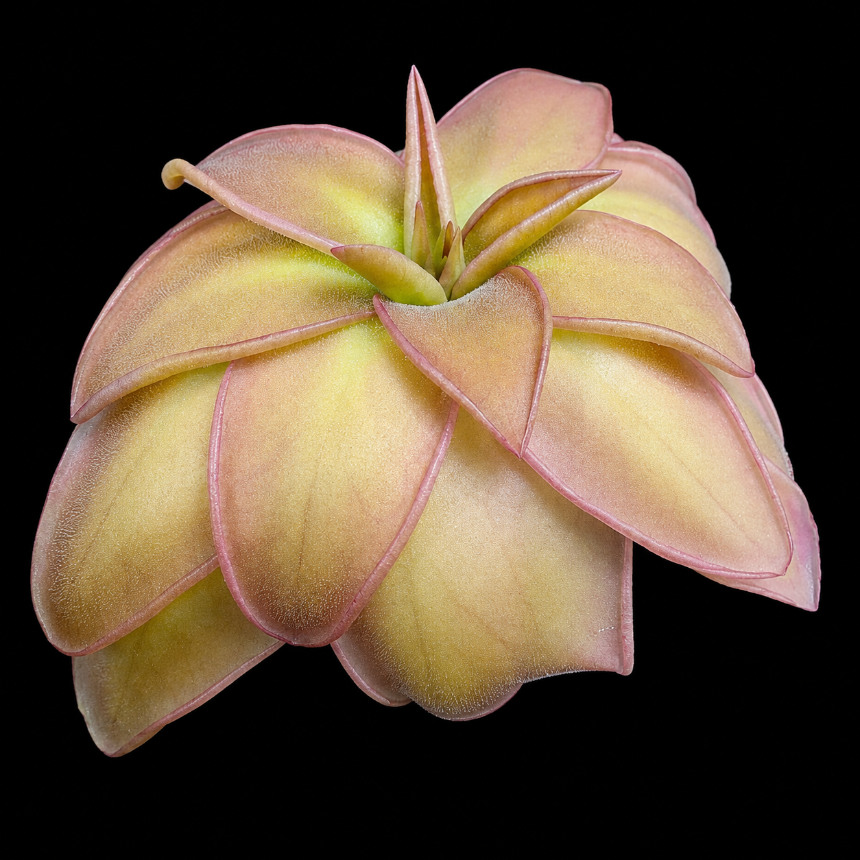 Pinguicula potosiensis (Butterwort)