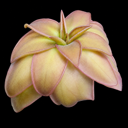 Pinguicula potosiensis (Butterwort)