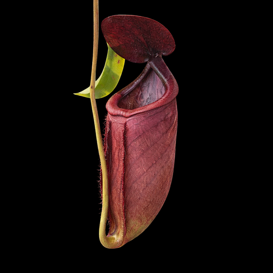 Nepenthes rowaniae