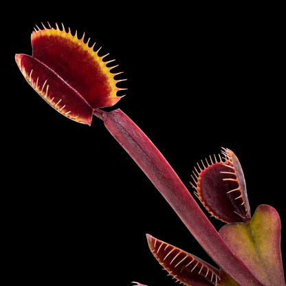 Dionaea muscipula 'Royal Red' (Venus Flytrap)