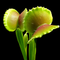Dionaea muscipula 'Adentate' (Venus Flytrap)