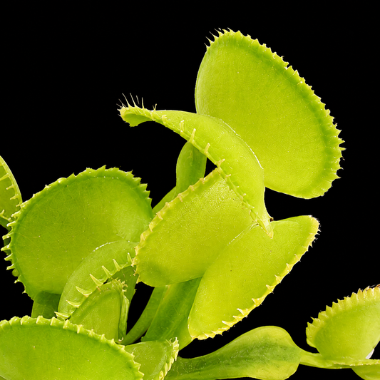 Dionaea muscipula 'Harmony' (Venus Flytrap)