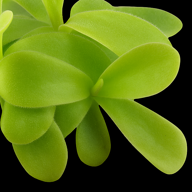 Pinguicula gigantea 'White Flower' (Giant Butterwort)