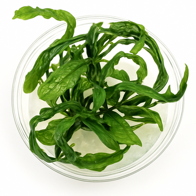 Cryptocoryne crispatula 'Balansae'