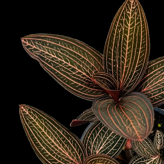 all plants