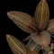 Ludisia discolor ‘Spiderman’ (Jewel Orchid)