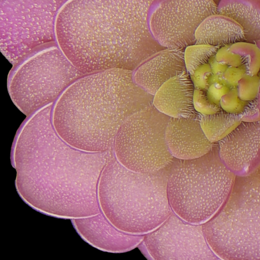 Pinguicula hemiepiphytica (Butterwort)