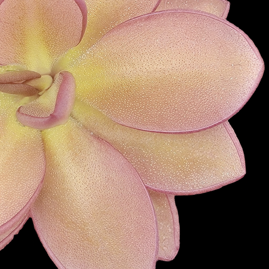 Pinguicula moranensis