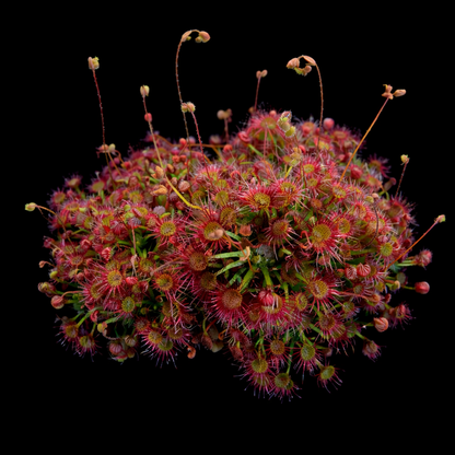Close-up of a red and green plant with spiky leaves on a black background Drosera × legrandii