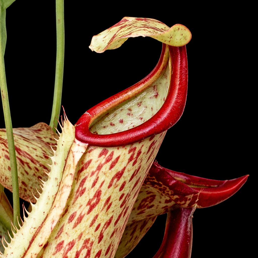 Nepenthes Miranda (Pitcher Plant)