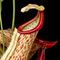 Nepenthes Miranda (Pitcher Plant)