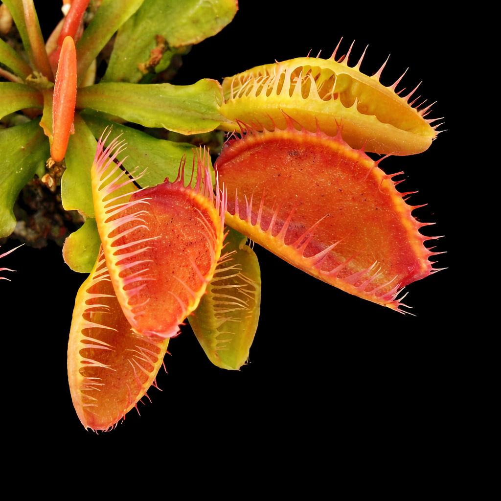Dionaea muscipula 'Fiamma' (Venus Flytrap)