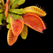 Dionaea muscipula 'Fiamma' (Venus Flytrap)