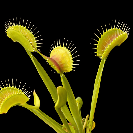 Dionaea muscipula 'FTS Towering Giant' (Venus Flytrap)