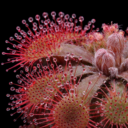 Close-up of a carnivorous plant with red and green colors on a black background Drosera rubrifolia Sundew