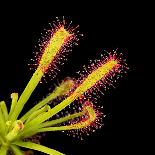 Drosera x Intruder (capensis x aliciae)