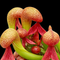 Darlingtonia Californica Red Flower (Cobra Lily)