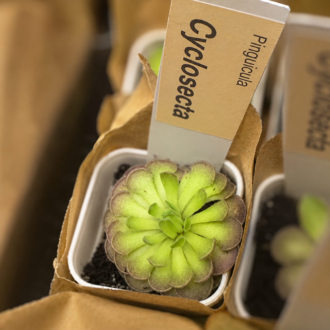 Pinguicula cyclosecta (Butterwort)