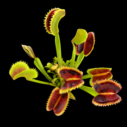 Dionaea muscipula 'Ruggine' (Venus Flytrap)