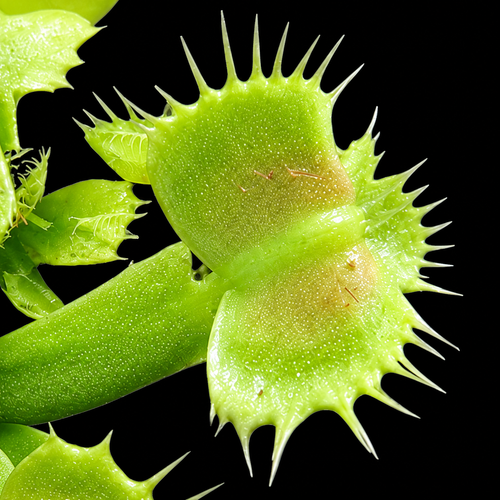 Dionaea muscipula 'Spiderman' (Venus Flytrap)