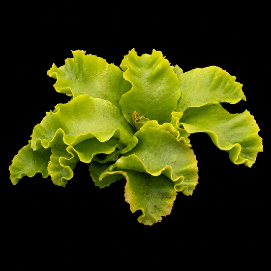 Dionaea muscipula 'Rose' (Venus Flytrap)