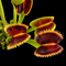 Dionaea muscipula 'Ruggine' (Venus Flytrap)
