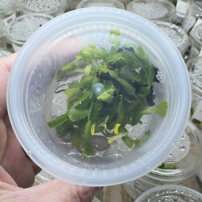 Hand holding a small container with green plants against a background of similar containers.