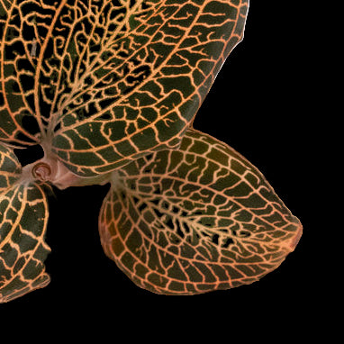 Anoectochilus saimensis x formosanus (Rose Gold) (Jewel Orchid)