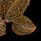 Anoectochilus saimensis x formosanus (Rose Gold) (Jewel Orchid)