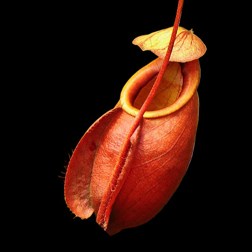Nepenthes Viking (mirabilis var. globosa)