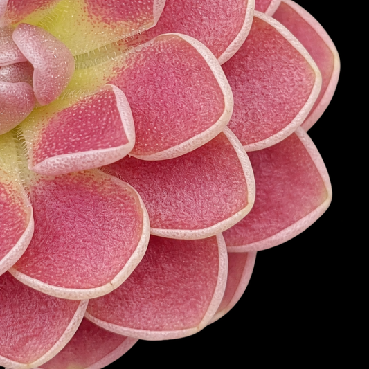 Pinguicula Florian Butterwort Close-up of a pink succulent plant with a black background