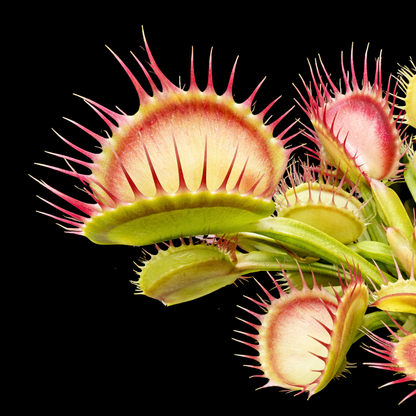 Dionaea muscipula 'Cross Teeth' (Venus Flytrap)