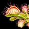 Dionaea muscipula 'Cross Teeth' (Venus Flytrap)