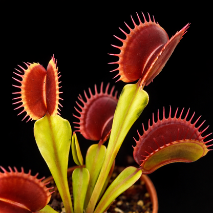 Dionaea muscipula 'Diablo' (Venus Flytrap)