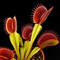 Dionaea muscipula 'Diablo' (Venus Flytrap)