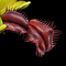 Dionaea muscipula 'Quasimodo' (Venus Flytrap)