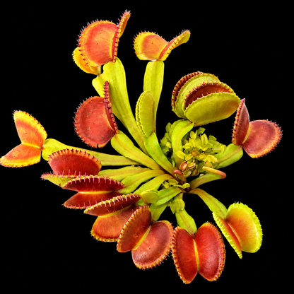Dionaea muscipula 'Diflora Wizard' (Venus Flytrap)