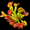Dionaea muscipula 'Diflora Wizard' (Venus Flytrap)