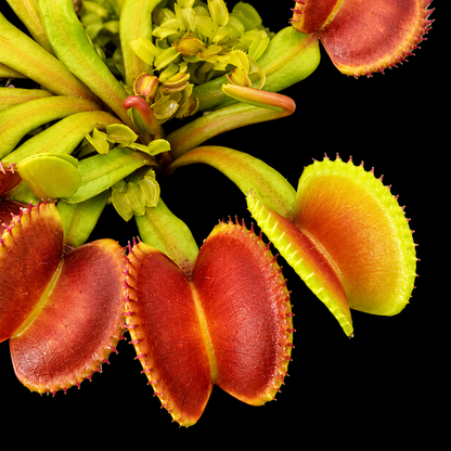 Dionaea muscipula 'Diflora Wizard' (Venus Flytrap)