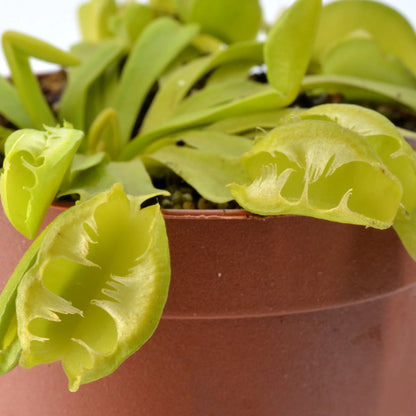 Close-up of a Venus flytrap plant in a pot with a white background