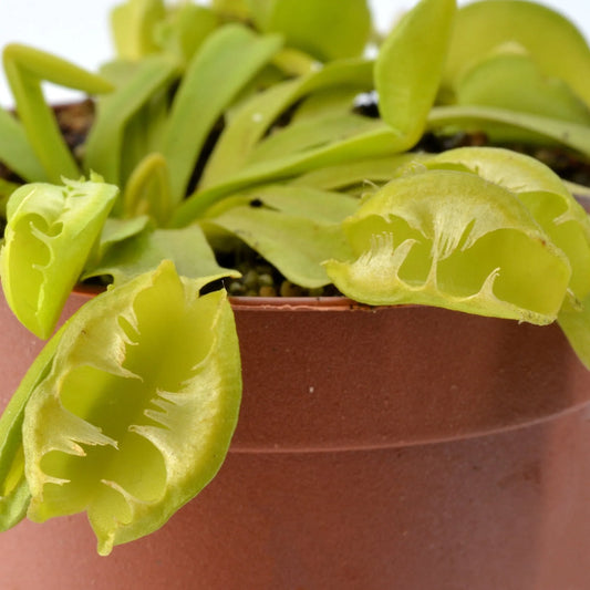 Close-up of a Venus flytrap plant in a pot with a white background